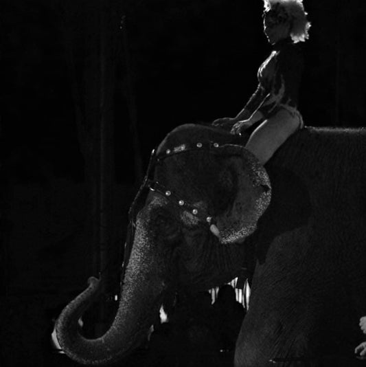 The Elephant in the Room by Leonora Gabucio