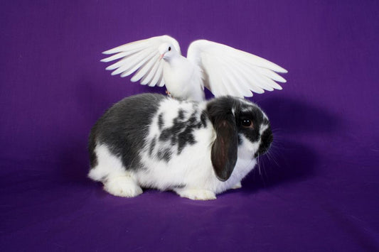 Animal Acts