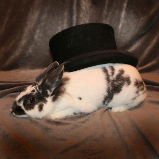 Some bunny to love